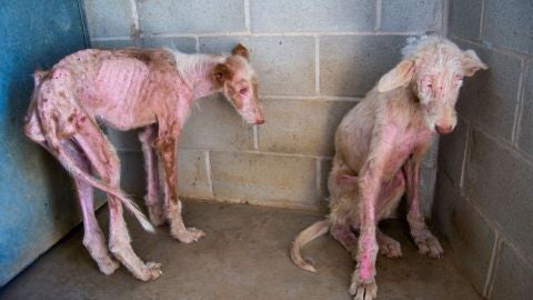 Ra&iacute;z y Tierra