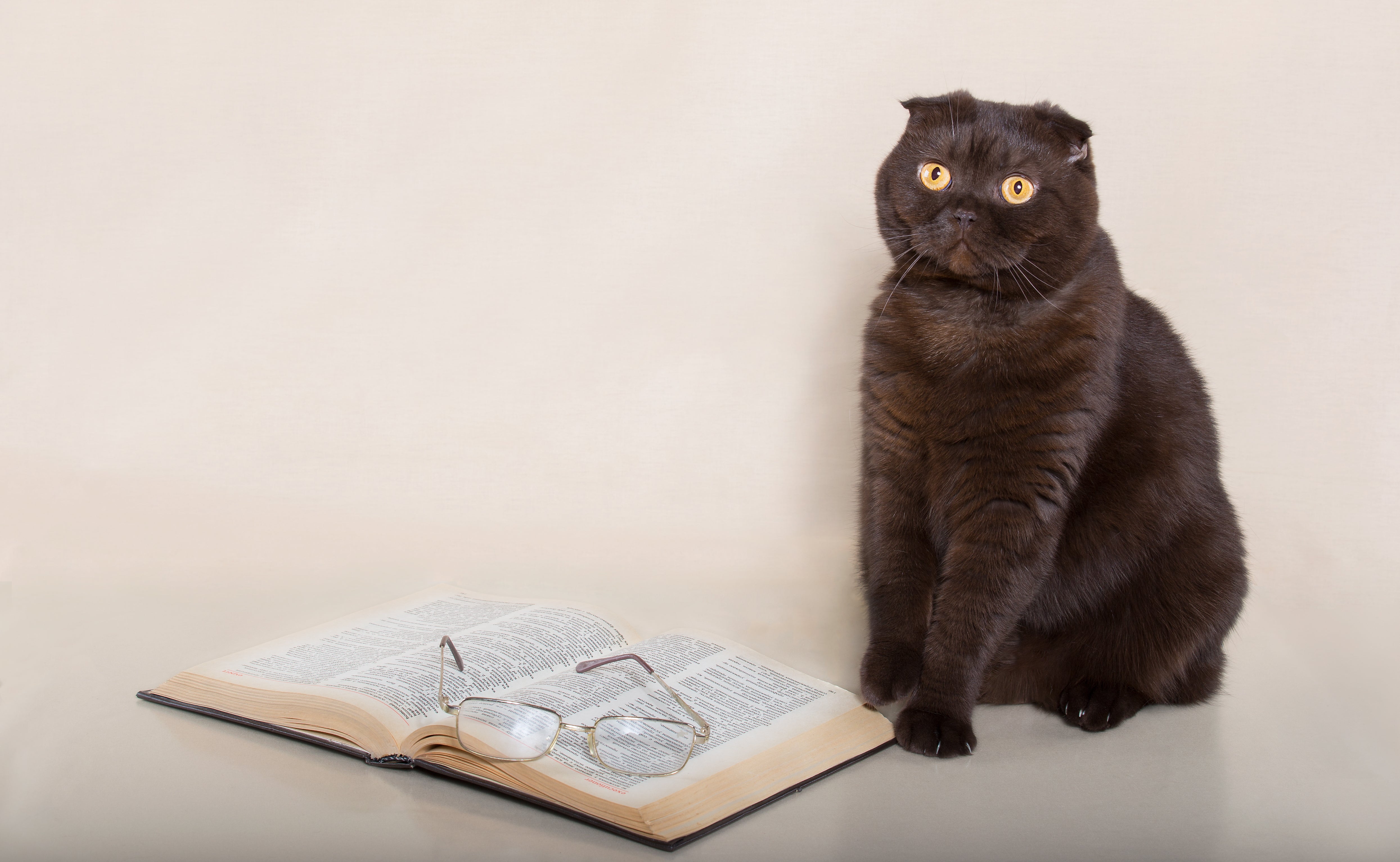 Los gatos "entienden" las leyes físicas Los gatos "entienden" las leyes físicas