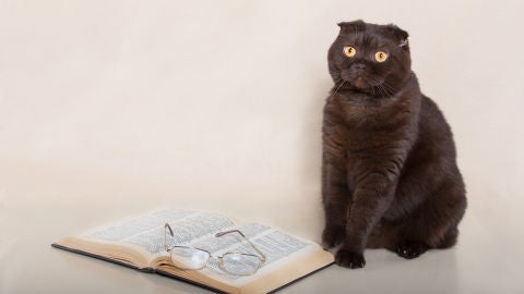 Gato leyendo libro