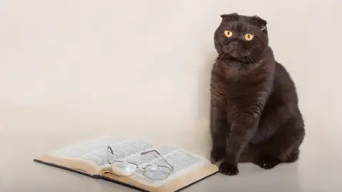 Gato leyendo libro Gato leyendo libro