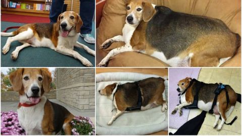 Kale, el perro obeso que ha conseguido adelgazar