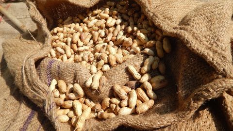 La ciencia busca un cacahuete que no d&eacute; alergia