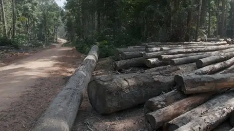 Tala de árboles Tala de árboles