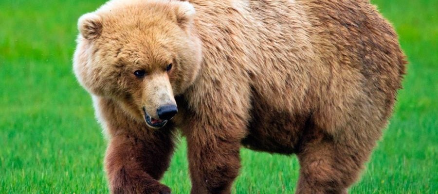 Un oso grizzly Un oso grizzly