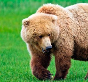 Un oso grizzly Un oso grizzly