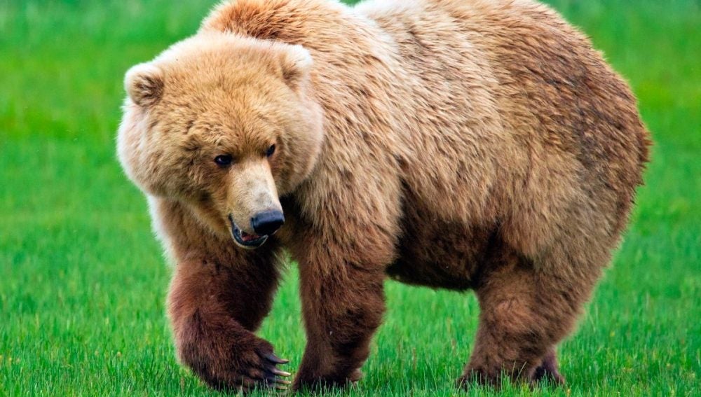 Un oso grizzly