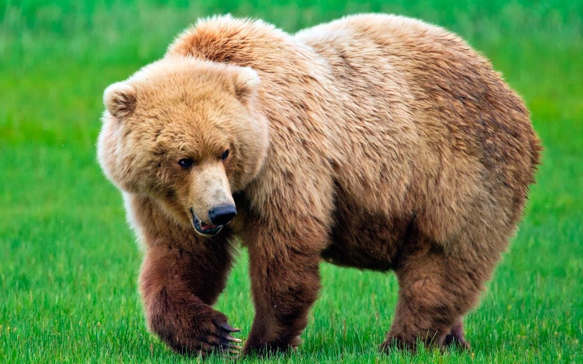 Muere un joven de 18 años tras ser atacado por un oso en Alaska Muere un joven de 18 años tras ser atacado por un oso en Alaska