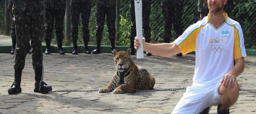 Imagen del jaguar antes del incidente Imagen del jaguar antes del incidente