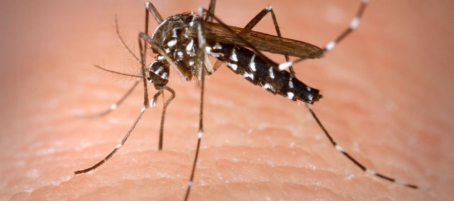 Hembra de mosquito tigre Hembra de mosquito tigre