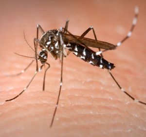 Hembra de mosquito tigre Hembra de mosquito tigre