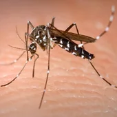 Hembra de mosquito tigre Hembra de mosquito tigre