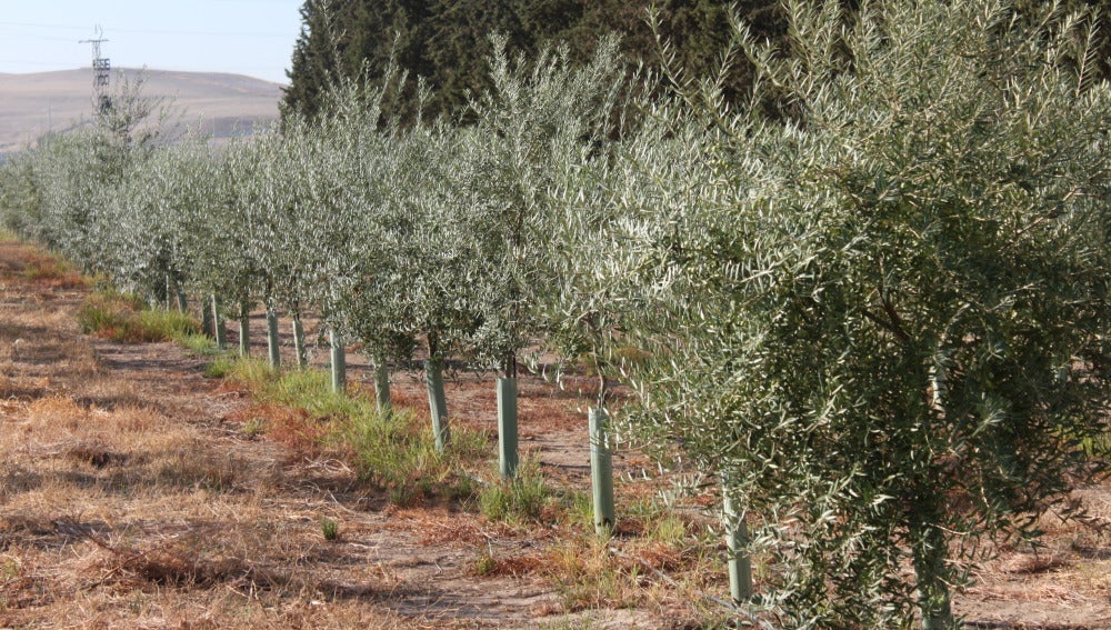 Los olivos de tronco fino y copa ‘a lo a