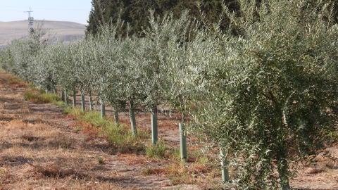 Los olivos de tronco fino y copa &lsquo;a lo a