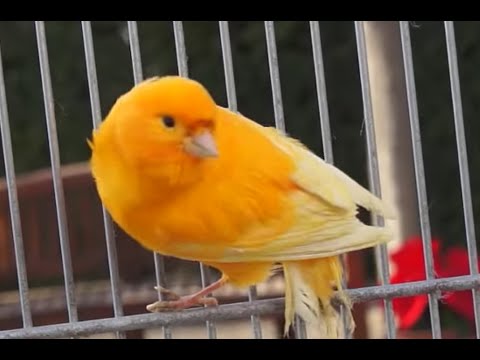 Consejos para viajar con nuestras aves y protegerlas del sol Consejos para viajar con nuestras aves y protegerlas del sol