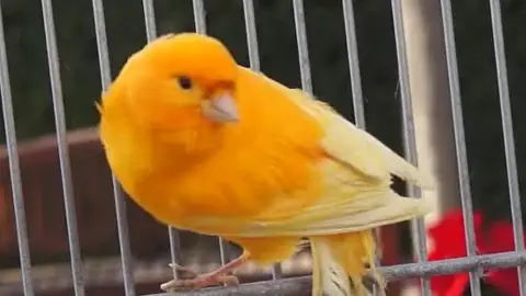 AVES - La mejor alimentación para los canarios - Cunipic Cunipic