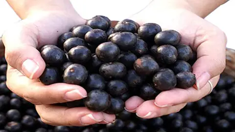 Acai Acai