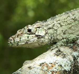 Lagarto de la Isla La Española Lagarto de la Isla La Española