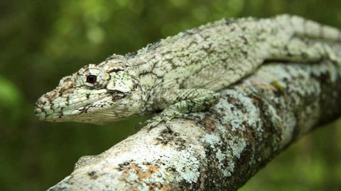Lagarto de la Isla La Espa&ntilde;ola