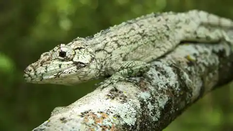 Lagarto de la Isla La Española Lagarto de la Isla La Española