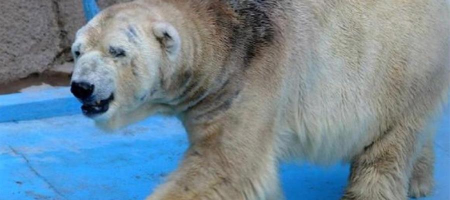 El oso polar Arturo El oso polar Arturo