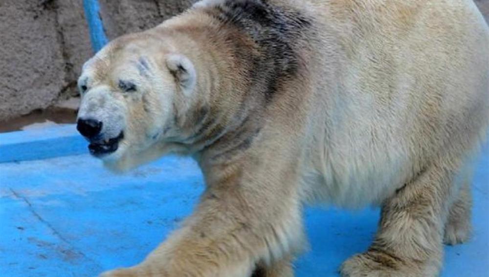 El oso polar Arturo