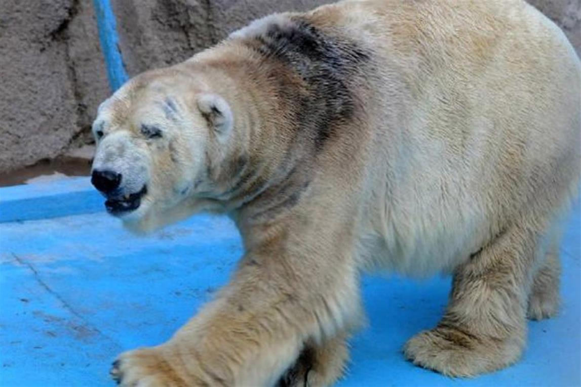 Arturo, el último oso polar de Argentina, muere a los 31 años Arturo, el último oso polar de Argentina, muere a los 31 años