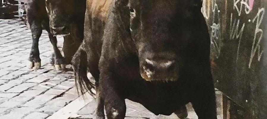 toro toro