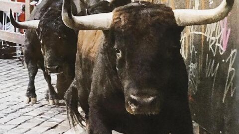 toro