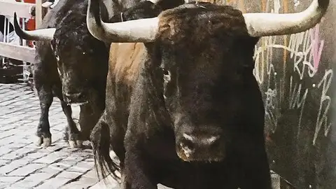 toro toro
