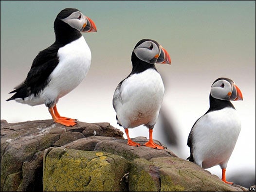 Naturaleza: Vacaciones pajareras en Escocia Naturaleza: Vacaciones pajareras en Escocia