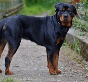 Imagen de archivo de un perro rottweiler Imagen de archivo de un perro rottweiler