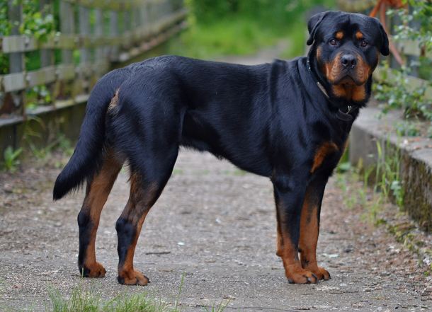 Muere un hombre tras ser atacado por un rottweiler en Madrid Muere un hombre tras ser atacado por un rottweiler en Madrid