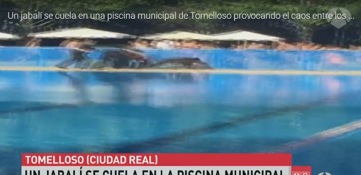 Susto en una piscina municipal de Tomelloso tras colarse un jabalí y provocar el caos entre los bañistas Susto en una piscina municipal de Tomelloso tras colarse un jabalí y provocar el caos entre los bañistas