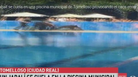 Un jabal&iacute; se cuela en una piscina de Tomelloso