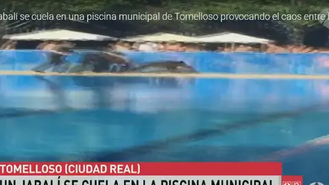 Un jabalí se cuela en una piscina de Tomelloso Un jabalí se cuela en una piscina de Tomelloso