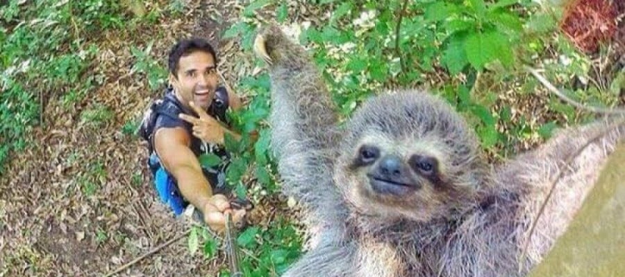La simpática foto del turista con el oso perezoso La simpática foto del turista con el oso perezoso