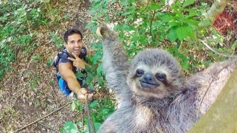 La simp&aacute;tica foto del turista con el oso perezoso