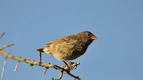 Los pinzones de Darwin están viendo amen Los pinzones de Darwin están viendo amen