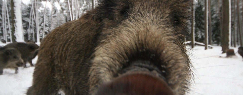 La Junta traslada "tranquilidad" ante la peste porcina a los ganaderos extremeños con los que se reunirá este miércoles La Junta traslada "tranquilidad" ante la peste porcina a los ganaderos extremeños con los que se reunirá este miércoles