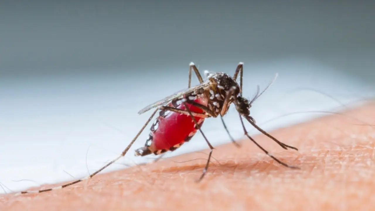 Mosquito Mosquito