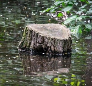 Las reservas de agua sirven de zona de cría a los mosquitos. Las reservas de agua sirven de zona de cría a los mosquitos.