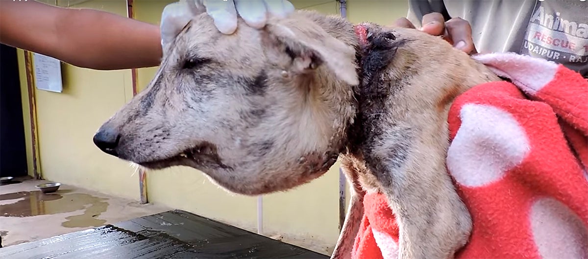 Rescatan a una perra moribunda debido a los cortes que le hizo un 'collar' de plástico Rescatan a una perra moribunda debido a los cortes que le hizo un 'collar' de plástico
