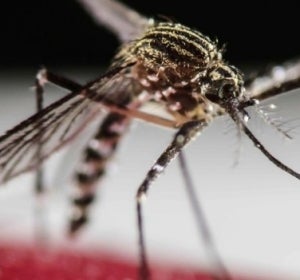 La Agencia Valenciana de Emergencia comienza las brigadas antimosquitos en la provincia de Castellón. La Agencia Valenciana de Emergencia comienza las brigadas antimosquitos en la provincia de Castellón.