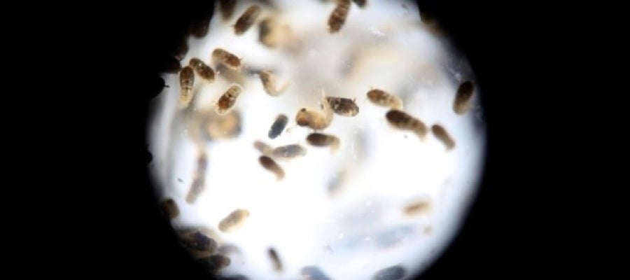 zika zika
