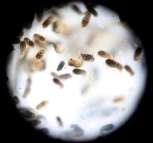 zika zika