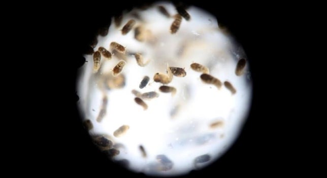 Científicos españoles descubren una molécula como fármaco contra el zika Científicos españoles descubren una molécula como fármaco contra el zika