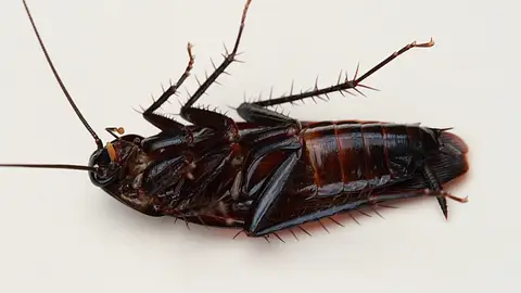 Comer cucarachas Comer cucarachas
