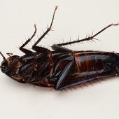 Comer cucarachas