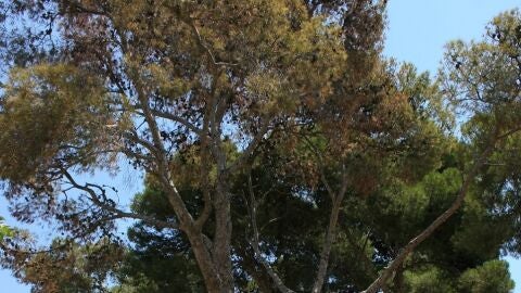 tomicus destruens almassora