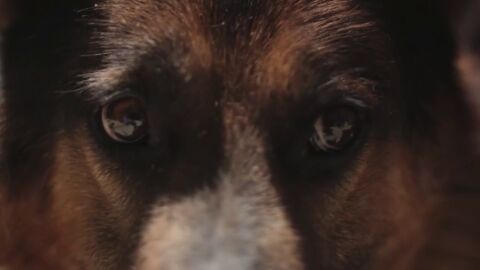 Frame 10.584095 de: #YoS&iacute;PuedoContarlo: la nueva campa&ntilde;a de la Guardia Civil con famosos que rechazan el maltrato animal